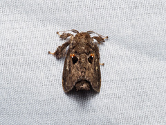 Chalcocelis albiguttatus