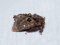 Chalcocelis albiguttatus