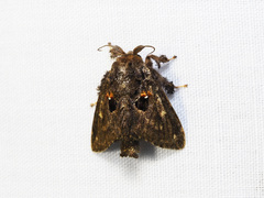 Chalcocelis albiguttatus