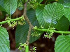 Rhamnus fallax