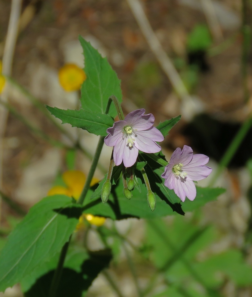 Epilobium montanum — a medium houseplant, prefers partial sun light