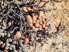 Crassula barklyi