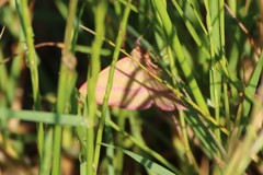 Rhodostrophia calabra