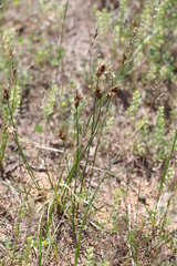 Carex stenophylla