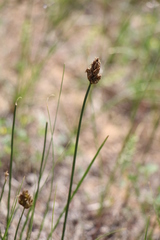 Carex stenophylla