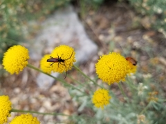 Stenurella melanura