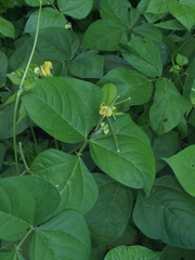Vigna radiata