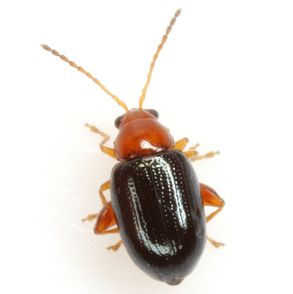 Glyptina cyanipennis