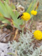 Stenurella melanura