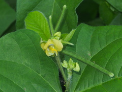 Vigna radiata