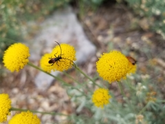 Stenurella melanura