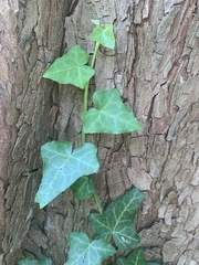 Hedera helix