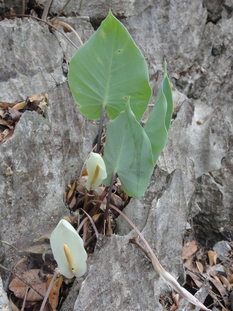 Carlephyton