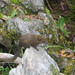 Mountain Treeshrew - Photo (c) Christian Doedt, some rights reserved (CC BY-NC), uploaded by Christian Doedt