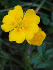 Potentilla aurea