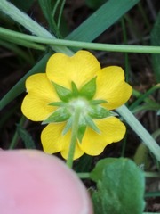 Potentilla aurea