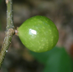 Amphibolips melanocera