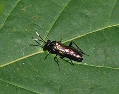 Macrophya infumata