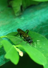 Macrophya infumata