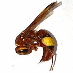 Antodynerus flavescens