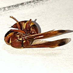 Antodynerus flavescens