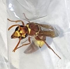 Antodynerus flavescens