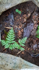 Pteris tremula