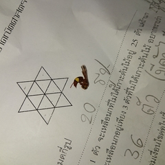 Antodynerus flavescens