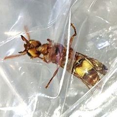 Antodynerus flavescens