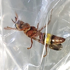 Antodynerus flavescens