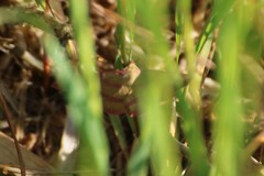 Rhodostrophia calabra