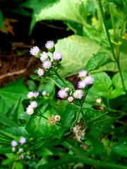 Ageratum conyzoides