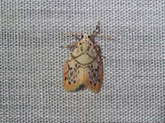 Miltochrista irregularis