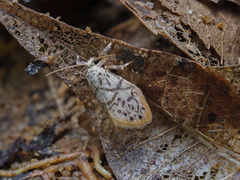 Miltochrista irregularis