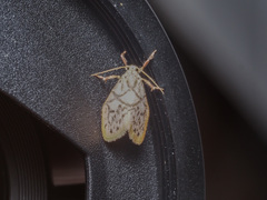 Miltochrista irregularis