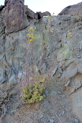 Tetraena prismatocarpa
