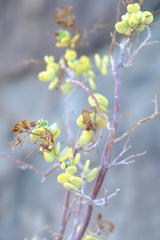 Tetraena prismatocarpa