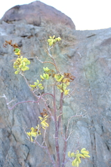 Tetraena prismatocarpa