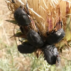 Protaetia morio