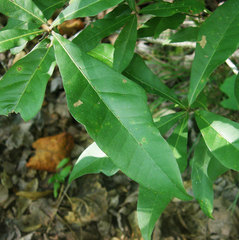 Amphibolips melanocera