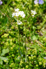 Noccaea alpestris