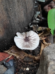 Leucocoprinus heinemannii