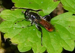 Xylota bicolor
