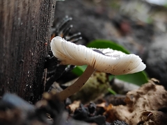 Leucocoprinus heinemannii