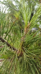 Acantholyda posticalis