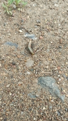 Acantholyda posticalis