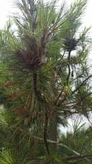 Acantholyda posticalis