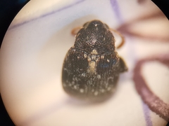 Bruchus luteicornis