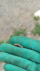 Acantholyda posticalis