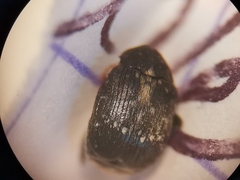 Bruchus luteicornis